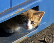Small kitten