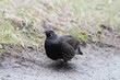 Tannenhuhn
