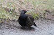 Tannenhuhn