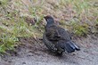 Tannenhuhn