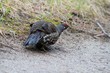 tannenhuhn