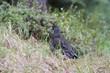 tannenhuhn