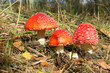 Red toad stools actual name - Fly Agaric (Amanita muscaria) Red toad stools actual name - Fly Agaric (Amanita muscaria)