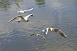 Birds soaring