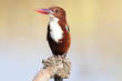 White throated kingfisher - Halcyon smyrnensis