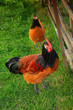 chicken Cock Rooster