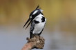 Pied Kingfisher (Ceryle rudis)