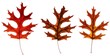 Autumn oak leaves