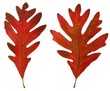 Autumn oak leaves