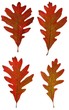 Autumn oak leaves