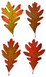 Autumn oak leaves