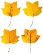 Autumn tulip tree leaves