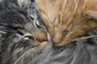 snuggling kittens
