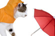 Cat in the Rain