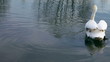 Beautiful swan swims right on a lake