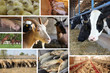 Farm Animal