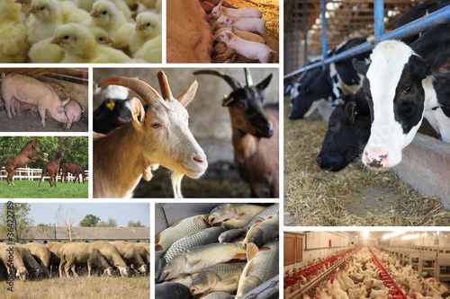 Photo: Farm Animal Farm Animal