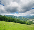 Beautiful green mountain landscape with cows in Carpathians