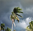 Palm