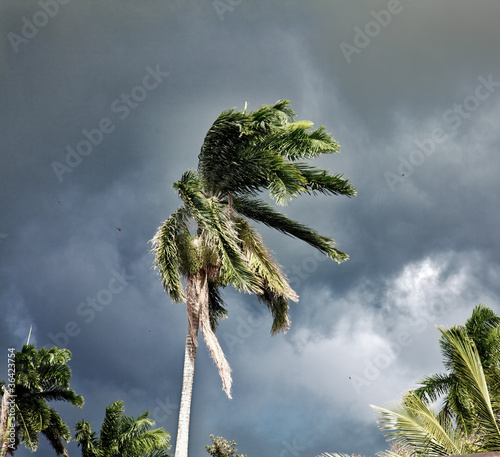 Photo: Palm Palm