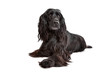 English Cocker Spaniel English Cocker Spaniel