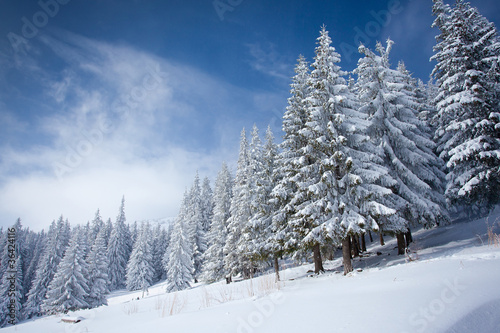 Photo: Carpathian winter mountains Carpathian winter mountains
