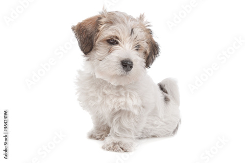 Photo: mix Maltese Puppy dog mix Maltese Puppy dog