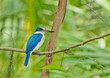 Collared Kingfisher (Halcyon chloris) Collared Kingfisher (Halcyon chloris)