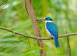 collared Kingfisher (Halcyon chloris) collared Kingfisher (Halcyon chloris)