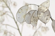 Lunaria annua - Silberblatt