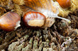 marroni su ceppo in legno marroni su ceppo in legno