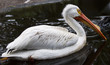 White Pelican