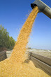 Dumping corn seeds