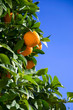 Orangenbaum