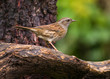 Dunnock (Prunella modularis) Dunnock (Prunella modularis)