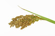 Quinoa isolated