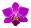phalaenopsis orchid