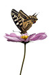 papillon