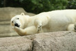 Eisbär