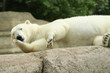 Eisbär
