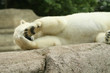 Eisbär
