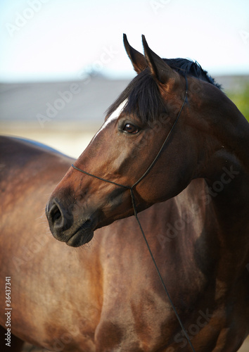 Photo: horse horse