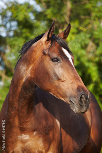 Photo: horse horse