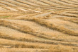 Photo: Autumn Harvest Lines Autumn Harvest Lines