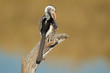 Red-billed hornbill