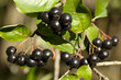 branch aronia
