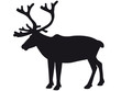 Rentier - Reindeer