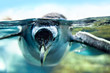 Foto: Penguin is under water Penguin is under water