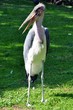 Marabu