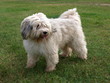 Tibet-Terrier